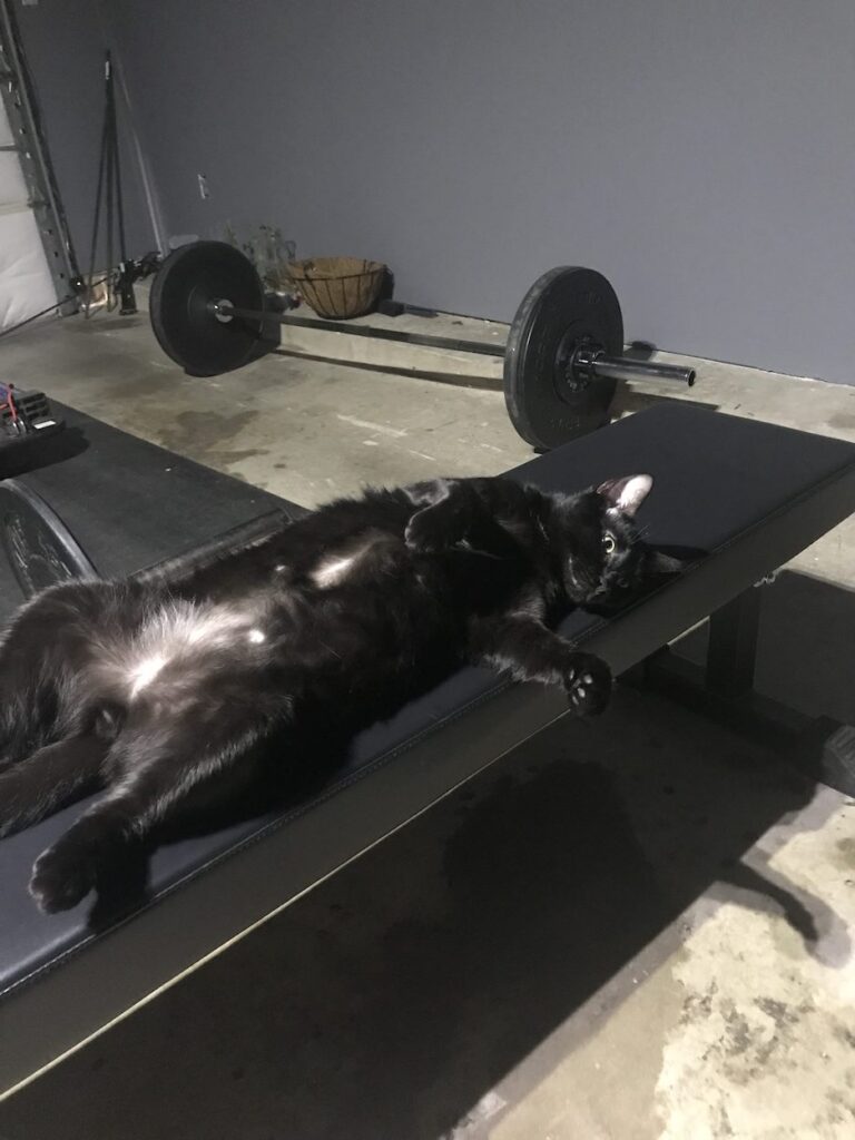 Gym Cat and barbell during garage gym workout